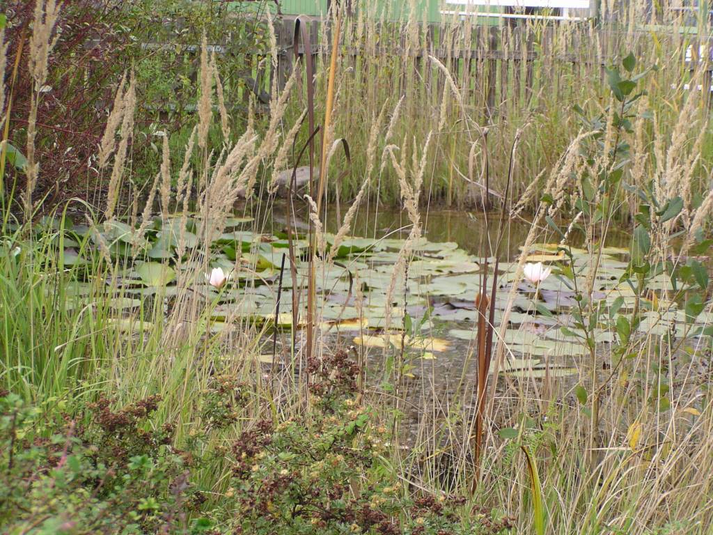 Glasewitz - Teich