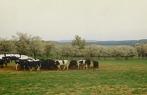 Glasewitz - Kühe
