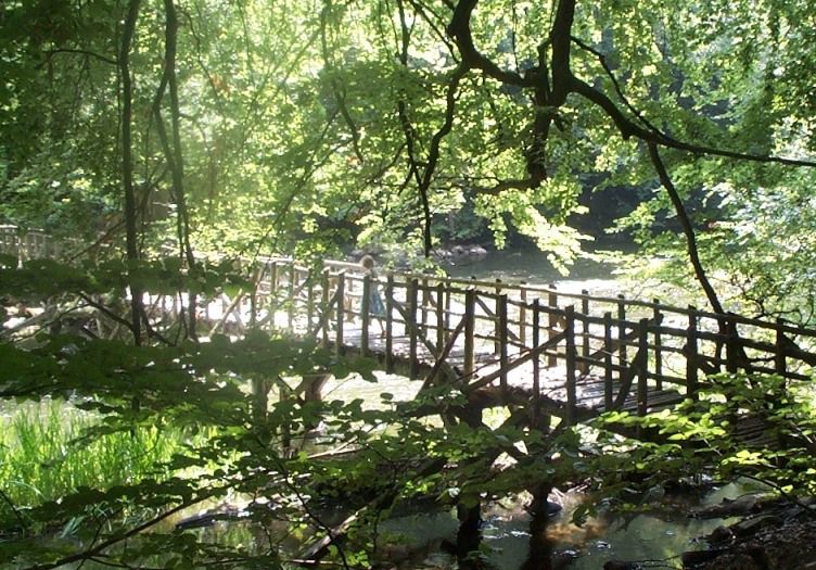 Brücke im Wald