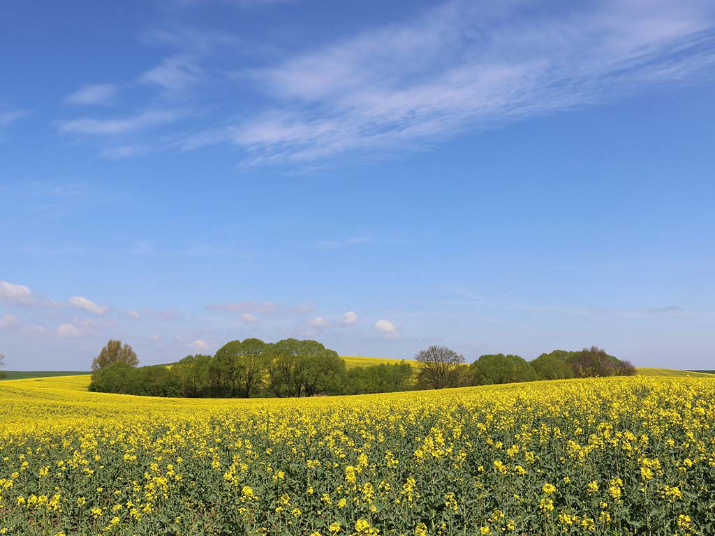 Rapsfeld bei Braunsberg, Foto Rüdiger Struve